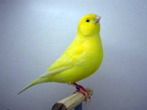 Концерт певчих птиц прозвучит в Атриуме Пушкинского музея