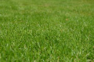 122,6 тысячи человек решили, что покос газонов должен проводиться на регулярной основе. Фото: Pixabay.com