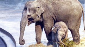 Конкурс на выбор имен для слонят из Мьянмы стартует 26 декабря. Фото: официальный сайт мэра Москвы