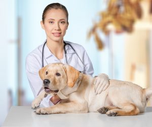 Ветеринарный врач рассказал как защитить здоровье домашних животных