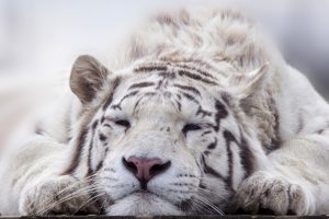 Финальную встречу научного клуба «Гайдаровки» посвятят тиграм. Фото:: pixabay.com