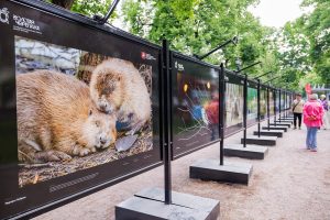«Золотая черепаха»: лучшие работы фотоконкурса выставили в районе. Фото: пресс-служба Департамента природопользования и охраны окружающей среды города Москвы