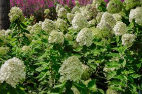 Спирея японская и гортензия древовидная, или Район Хамовники озеленят. Фото: Ксения Догонашева, «Вечерняя Москва»