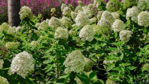 Спирея японская и гортензия древовидная, или Район Хамовники озеленят. Фото: Ксения Догонашева, «Вечерняя Москва»