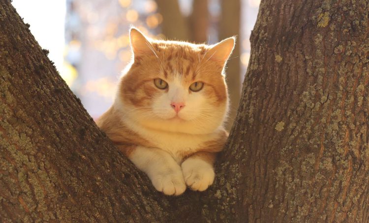 Интерактивное занятие состоится в библиотеке №4. Фото: Анатолий Цымбалюк, «Вечерняя Москва»